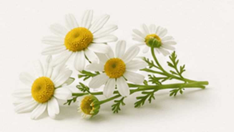 Chamomile