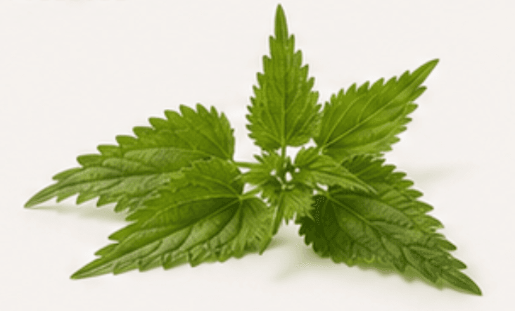 Nettle